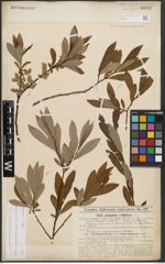 Foto von Salix appendiculata Vill. x Salix purpurea L.